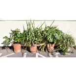 Four assorted house plants to include: two rubber plants in four terracotta pots Condition: