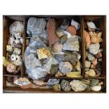 Wooden case containing a selection of shells and fossils, plus mineral/rock samples, the box with
