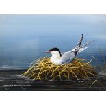 Ralph Waterhouse - Watercolour - Study of a Tern, signed, 11.5cm x 17cm, framed and glazed