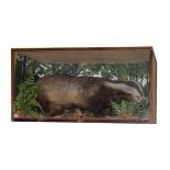 Taxidermy - Cased preserved badger (meles meles) in glass fronted case Condition: