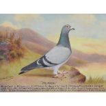 Andrew Beer (1862-1954) - Oil on canvas - Prize Racing Pigeon 'My Hope', bred by G.E. Biddle of