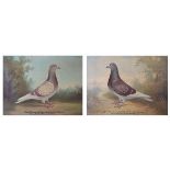 Andrew Beer (1862-1954) - Pair of oils on canvas - Prize Racing Pigeons, not named as is usual but