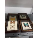 Six framed butterflies.