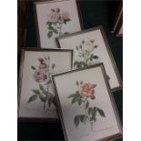 Fourteen prints of flowers by Pierre Joseph Redoutė.