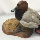 A taxidermy study of a duck.