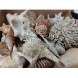 a qty of Shells. and coral