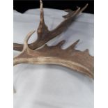 A pair of deer antlers.