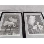 Two John S Gibb prints of birds.