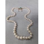 a set of Cultured pearls. with a gold clasp