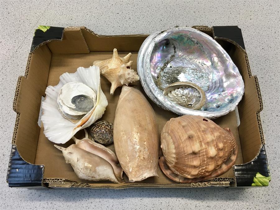 A box of shells.