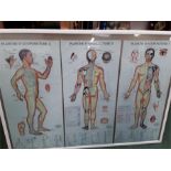 Three French posters in one frame depicting diagrams for acupuncture.