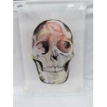 A 3D painting of a skull on perspex.