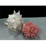A large conch sea shell and a piece of pink coral