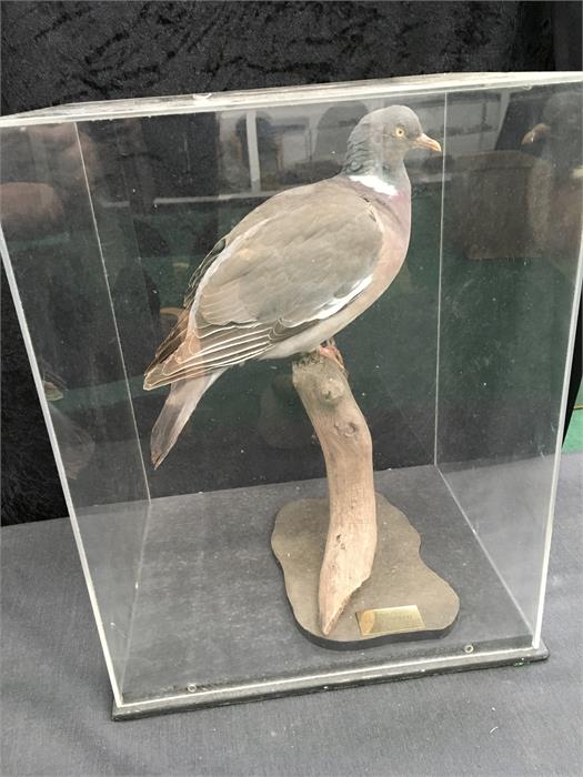 Taxidermy: Wood Pigeon in a perspex case.: