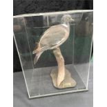 Taxidermy: Wood Pigeon in a perspex case.: