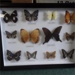 A case of butterflies.