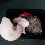 A small box of shells.