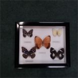 A small case of butterflies.