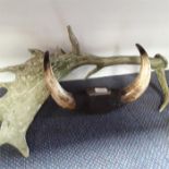 Bull horns together with one antler.