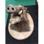 A large Taxidermy mounted boar's head.