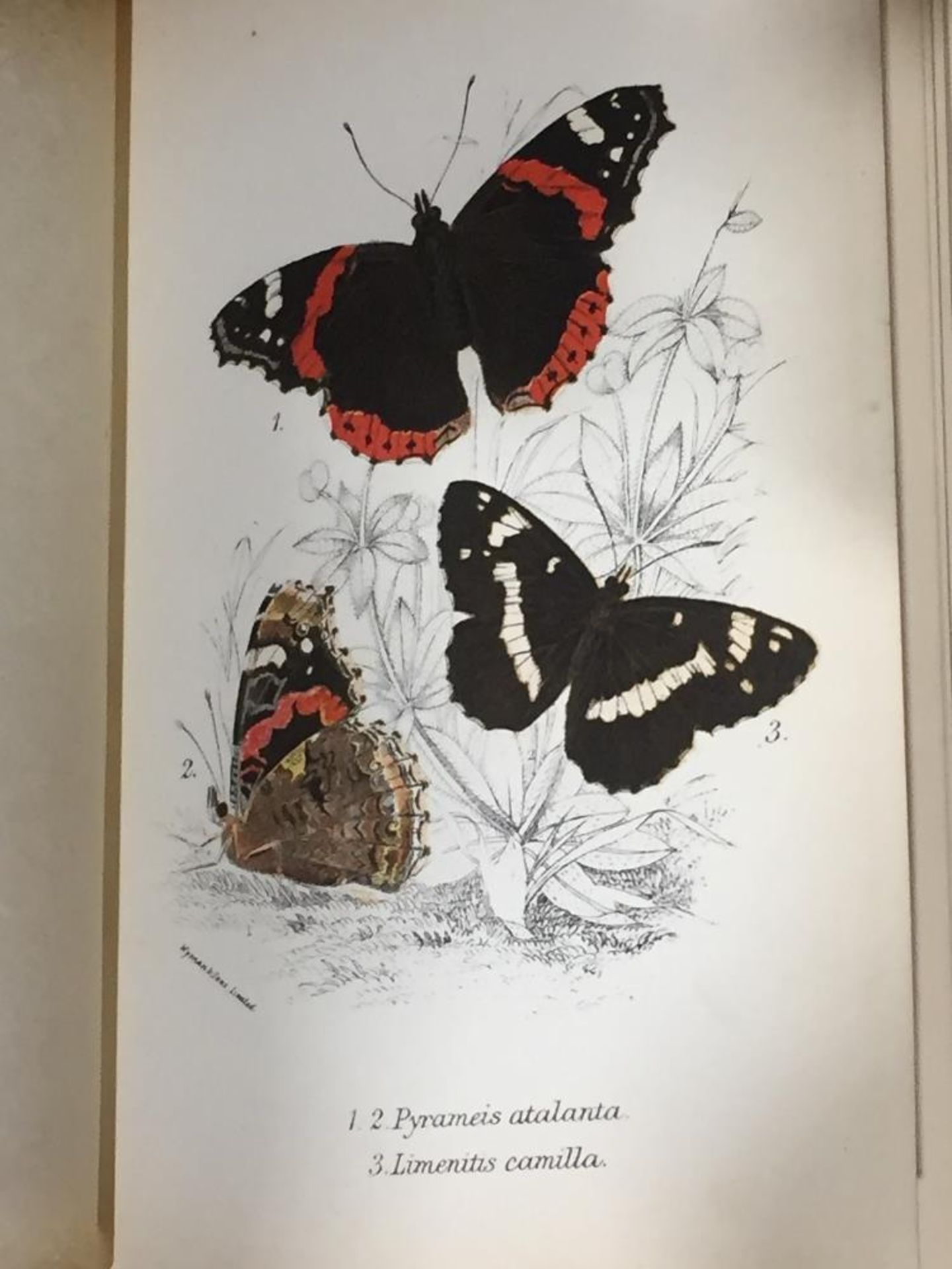 5 VOLS BUTTERFLIES BY W F KIRBY - Image 3 of 3