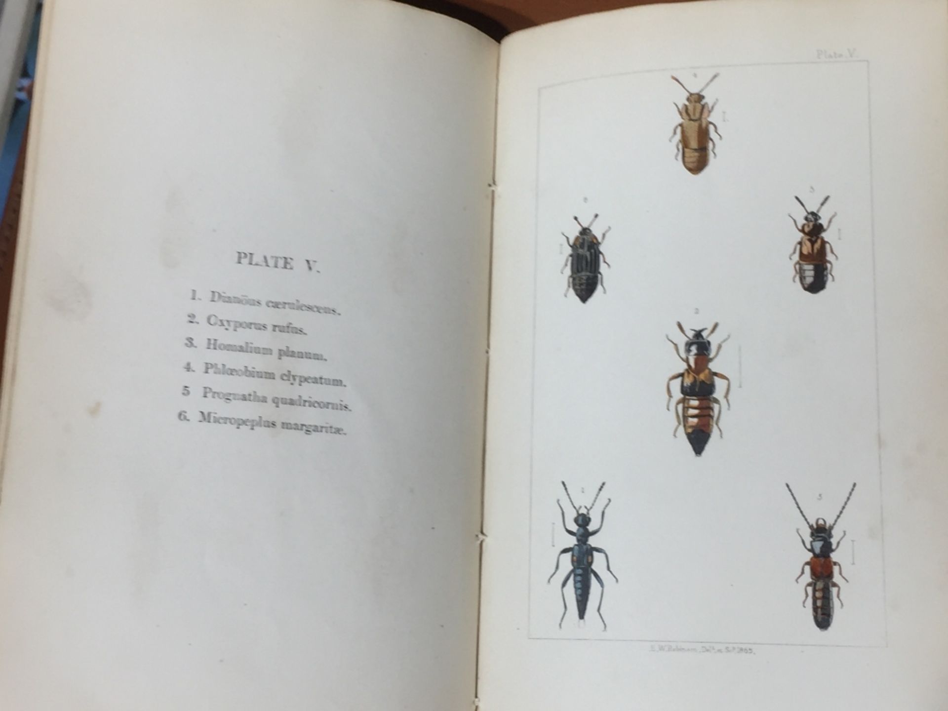9 VARIOUS BOOKS OF BEETLES, - Image 2 of 2