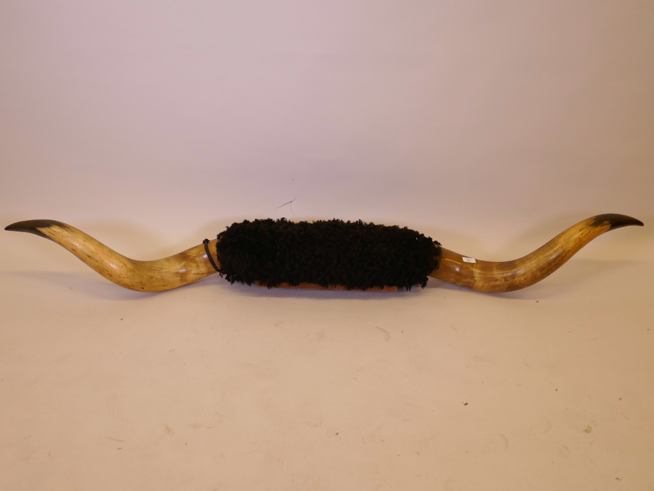 A pair of buffalo horns on a wood mount, 74" long