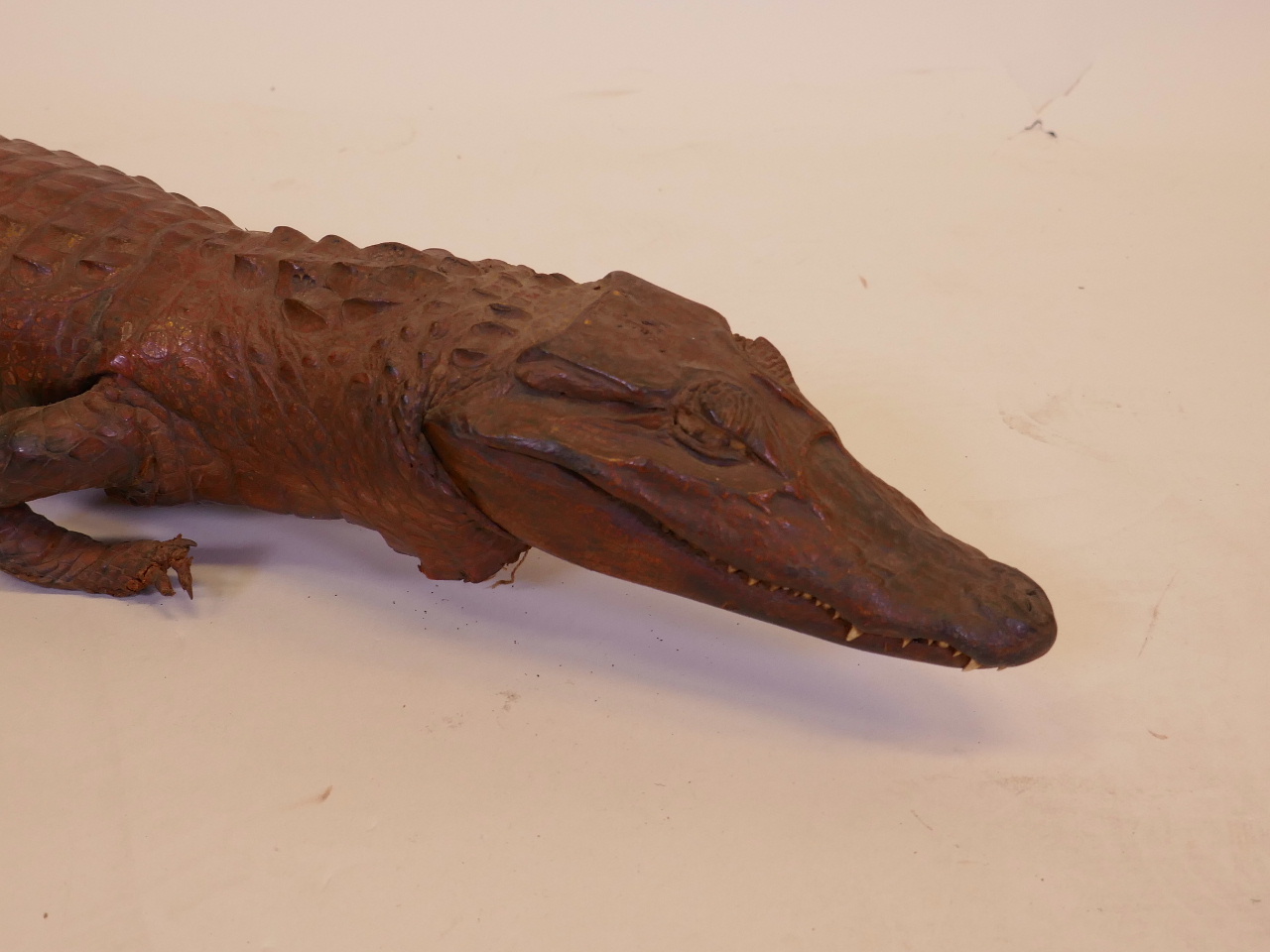 A taxidermy study of a Caiman crocodile, 39" long - Image 2 of 2