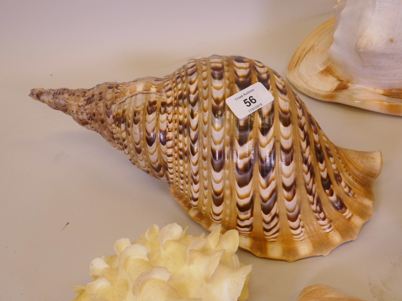 A collection of twelve shells and barnacles, some with labels from Eaton's Shell Shop, Manette - Bild 3 aus 5