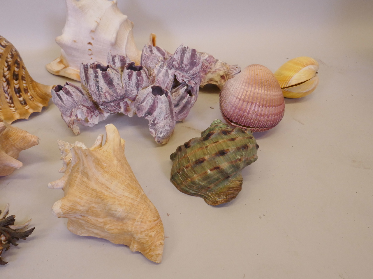 A collection of twelve shells and barnacles, some with labels from Eaton's Shell Shop, Manette - Image 2 of 5