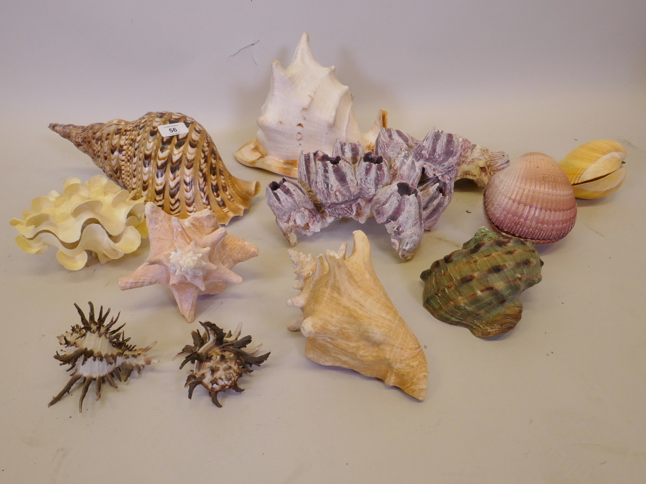 A collection of twelve shells and barnacles, some with labels from Eaton's Shell Shop, Manette