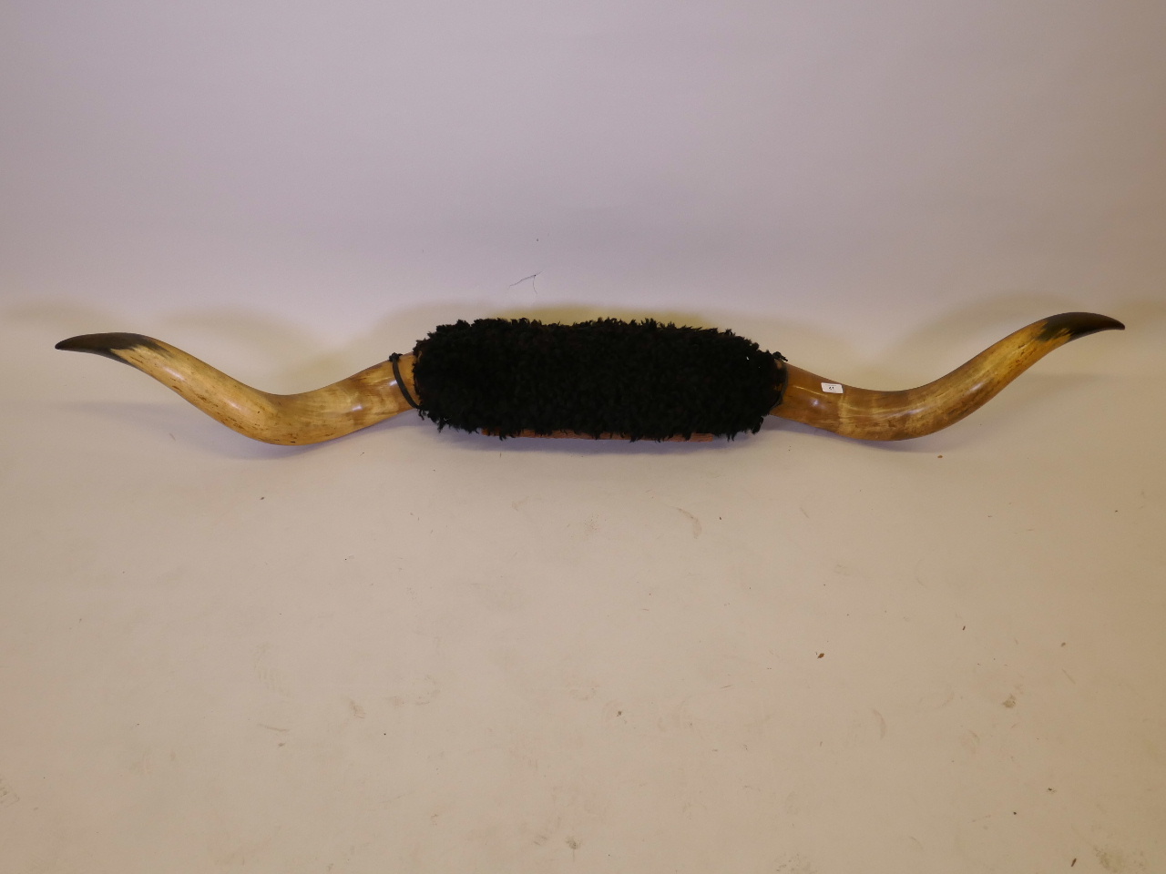 A pair of buffalo horns on a wood mount, 74" long - Image 2 of 4