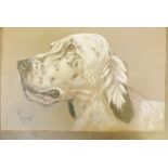 W.A. Remy, watercolour and gouache, study of a setter's head, signed, 14" x 9"