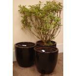 Set three black glazed terracotta planters, one planted,