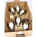 Six Roe deer antler and skulls mounted on shields and one other (7) Condition Report