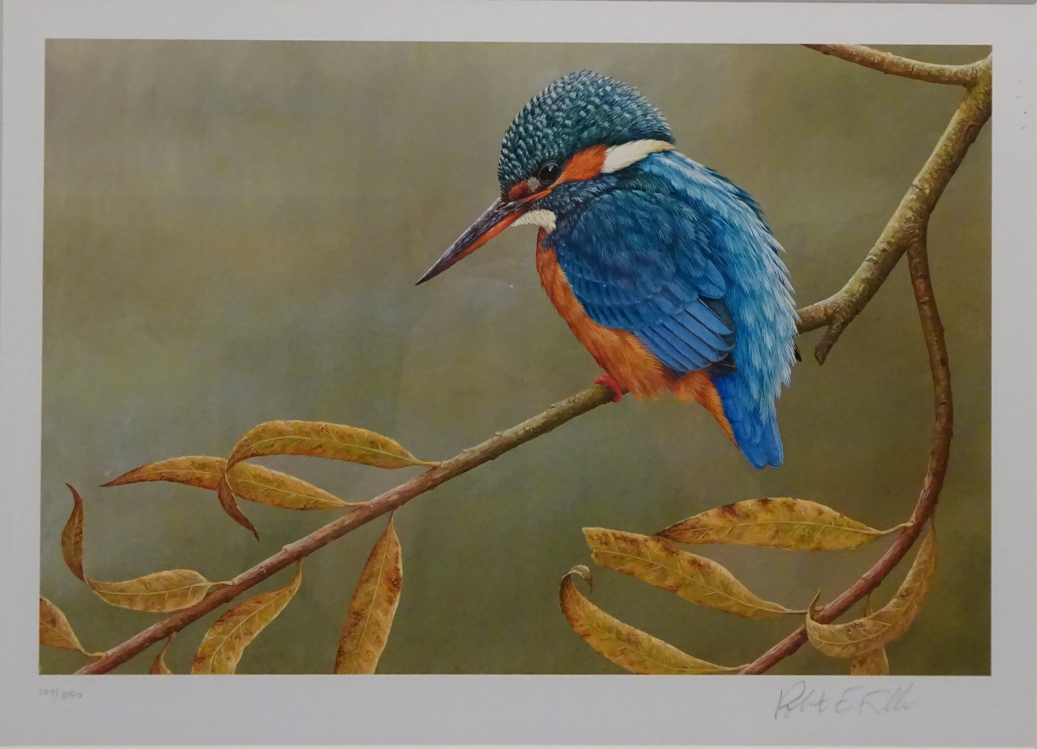 Kingfisher, limited edition colour print no.