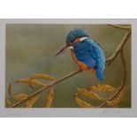 Kingfisher, limited edition colour print no.