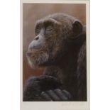 'Chimp of Mahale', limited edition colour print no.