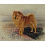 'The Boy' - portrait of a Chow Chow,