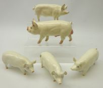 Five Beswick pig models, 'Middle White Boar',