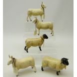 Border Fine Arts figures; 'Suffolk Tup' & 'Suffolk Ewe',