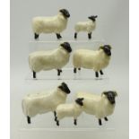 Five Beswick rams and two lambs (7) Condition Report End of horn missing on ram.