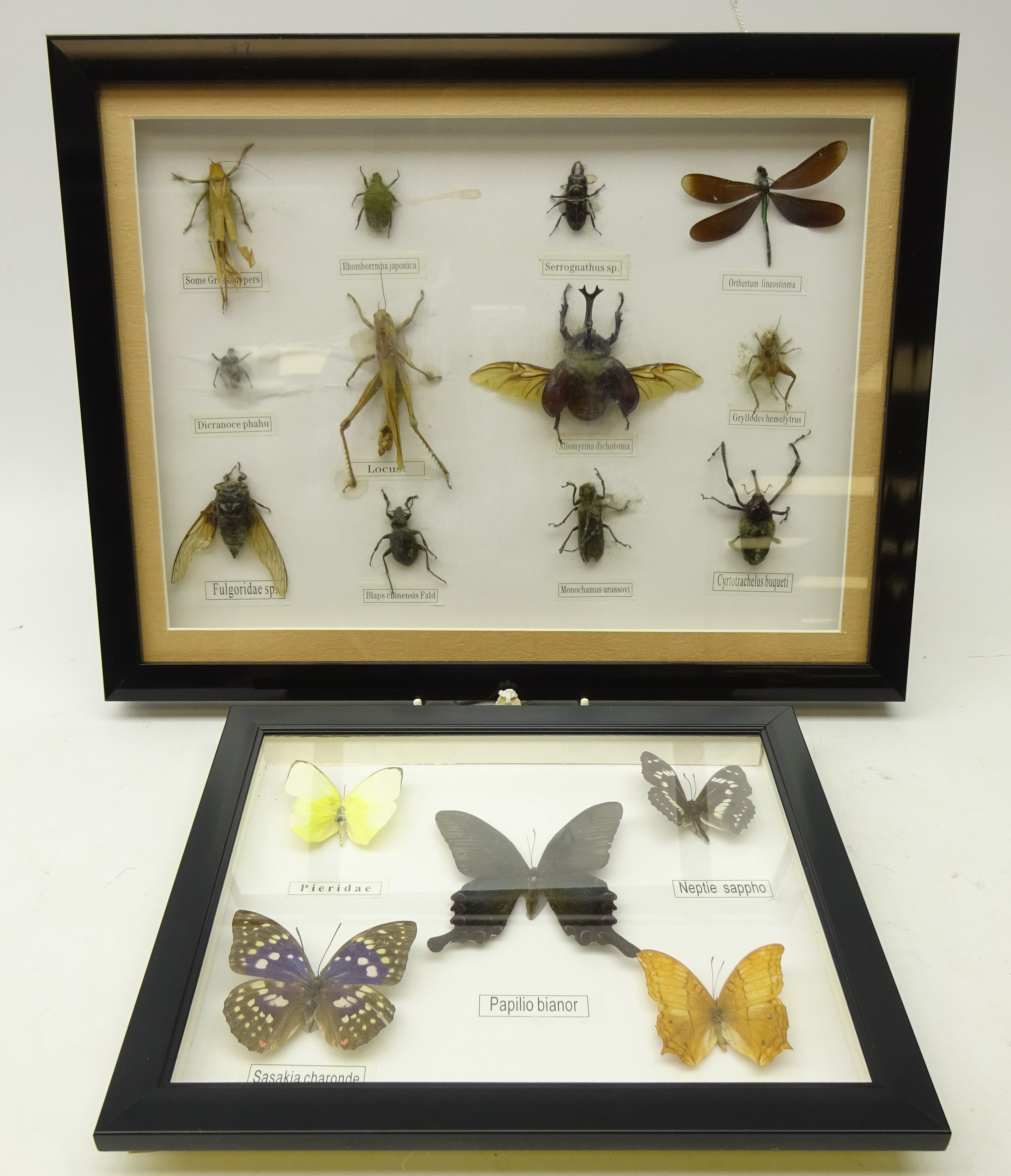 Butterfly display in glazed frame and another displaying insects,