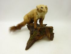 Taxidermy Pine Marten on naturalistic base Condition Report <a href='//www.