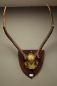 Set of Deer antlers on mahogany shield plaque,