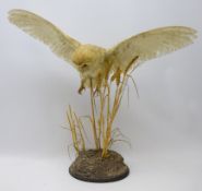 Taxidermy - barn owl in flight on naturalistic base,