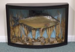 Study of a Bream fish set in naturalistic display, bow fronted glazed case,