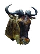 Taxidermy - African Blue Wildebeest, large full head and neck,