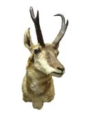 Taxidermy - Pronghorn, full head and neck,