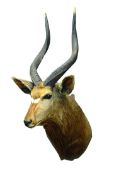 Taxidermy - Lowland Nyala, full head and neck,